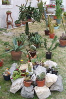 Piante grasse