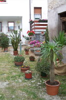 Piante grasse