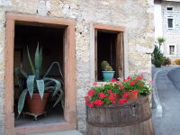 Agave