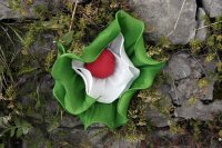 Coccarda tricolore