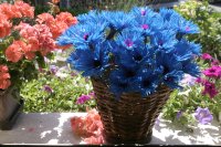 Fiori di carta