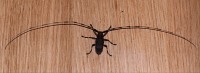 Acanthocinus aedilis