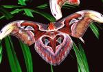 Attacus atlas