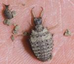 Larva di formicaleone
