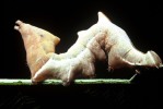 Notodonta ziczac