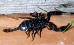 Uno scorpione