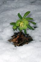 Elleboro verde