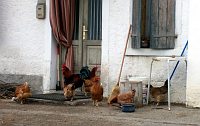 Il Gallo